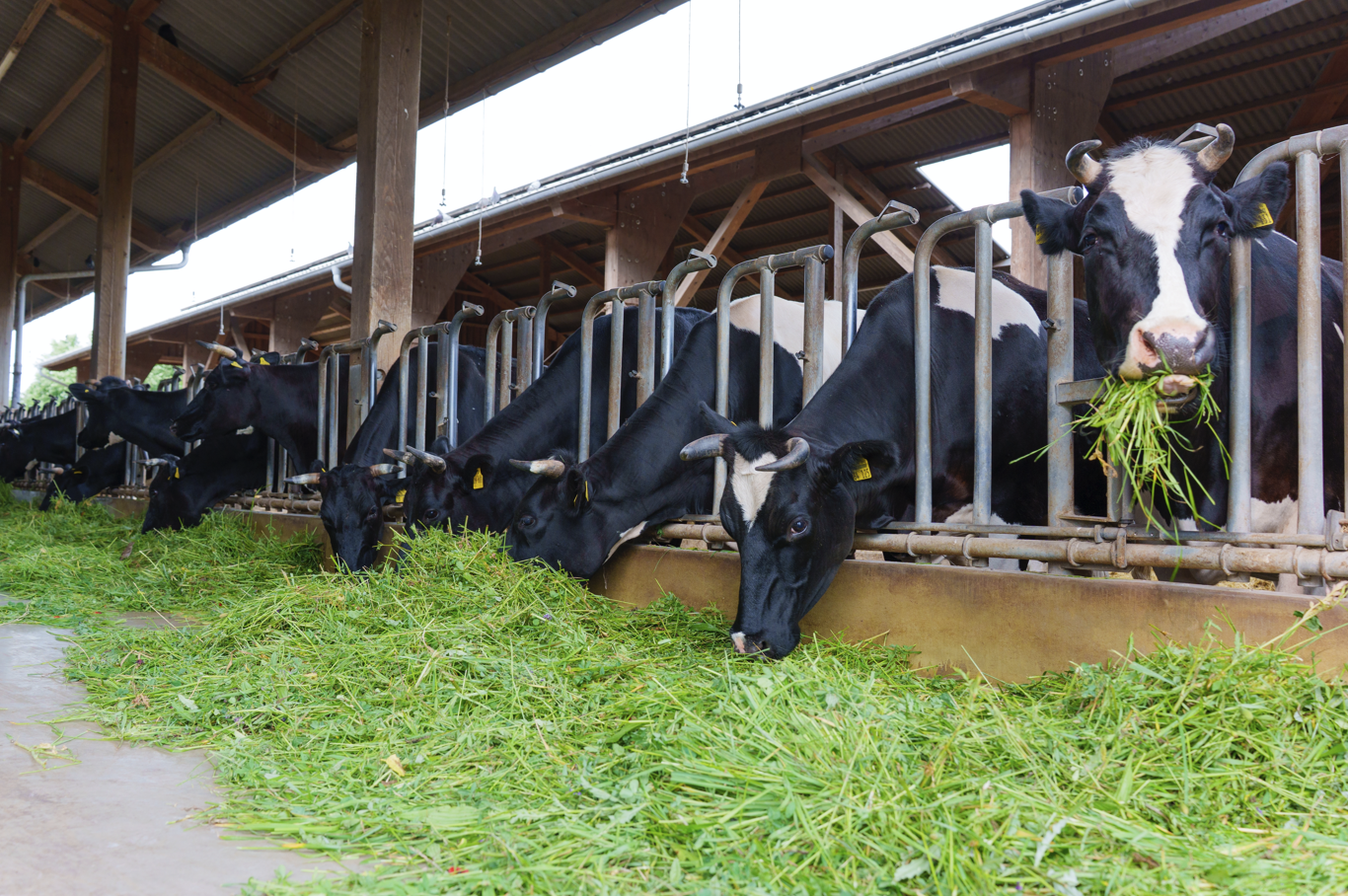 Acquisition of Van Benthem Diervoeders by P. Bos veevoeders