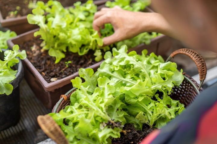 Successful capital raise for Biota Nutri supported by De Groot en Slot and Reka Soil